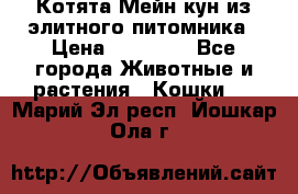 Котята Мейн-кун из элитного питомника › Цена ­ 20 000 - Все города Животные и растения » Кошки   . Марий Эл респ.,Йошкар-Ола г.